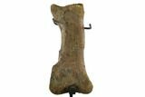 Triceratops Metatarsal (Foot Bone) - Montana #129943-2